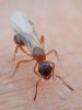 Myrmica sp.